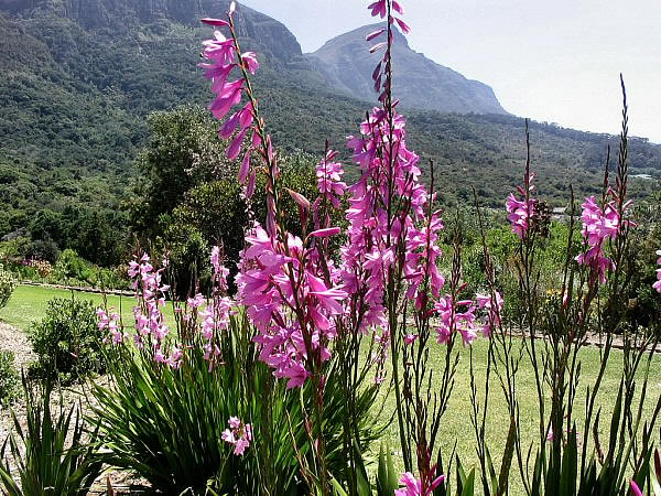 kirstenbosch